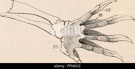 . Il encyclopaedia - Wikizionario di anatomia e fisiologia. Anatomia e fisiologia; Zoologia. Miologia della tartaruga. {Dopo Bojamts.) 119, tibiale posticus; 120, interosseus cruris ; 122, interossei digitorum pedis dorsales; 123,- terossei digitorum pedis plantares. il quale è parzialmente inserito nell'os calcis, e in parte nella fascia plantare. Questo muscolo è dalla sua posizione di un adduttore del piede. Il tibiale anticus conserva la sua ordinaria re- relazioni ; ma il tibiale posticus corre da senza entro e il suo tendine si perde nella fascia plantare. Le dita del Chelonians non avente più di f Foto Stock