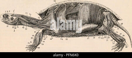 . Il encyclopaedia - Wikizionario di anatomia e fisiologia. Anatomia e fisiologia; Zoologia. Miologia della tartaruga. 12, palpebralis, rappresentando il muscolo orbicularis dell'occhio; 23, splenius capitis; 24, biventer cervicis; 33, transversalis cervicis ; 35, spinalis cervicis; 40, obliquus addominali; 41, 41a, 4lb, transversus addominali; 42, un muscolo pensato da Bojanus per essere analogo al diaframma; 45, adducens pelvim; 46, abducens pelvim; 47, caudse estensori; 48, candaa flessore lateralis; 49-51, flexores caudae, inferiore, lumbalis et obturatorius; 53, sphincter cloacae; 58, latissimus dorsi; 110, peroueus. Foto Stock