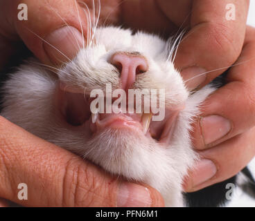 Naso e denti nuda di Cat (Felis silvestris catus), close up Foto Stock
