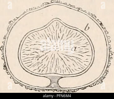 . Il encyclopaedia - Wikizionario di anatomia e fisiologia. Anatomia e fisiologia; Zoologia. La riproduzione, vegetali (vegetali OVUM). 35. Al termine della formazione di spore, il ricettacolo di (Geaster fimbriatus) è un corpo solido di un depresso forma sferoidale. Esso presenta per l'esame di una massa centrale e un peridinm, il tessuto di quest'ultimo essendo costitui- tinuous con quella del primo solo alla base. La massa centrale o il kernel è originariamente Fig. H3.. Schema del ricettacolo di Geaster fimbriatus. Il kernel, a, è circondato dal suo reticolare- mem brane, che è indicata dalla parte interna dei due doubl Foto Stock