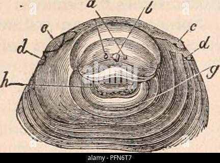 . Il encyclopaedia - Wikizionario di anatomia e fisiologia. Anatomia e fisiologia; Zoologia. 400 MONOTREMATA. d. Le circostanze che prima attirare atten- zioni in queste singolari oggetti sono il totale ab- scene di capelli,* il soft condizione flessibile delle mandibole, e la brevità di tali parti in proporzione alla loro ampiezza rispetto a quelli di un adulto. Il tegumento Fig. 196. con la quale l'uomo- dibles sono coperti è più sottile di quella che copre il resto del corpo, e levigata, presente- ing sotto la lente di un granulato minuziosamente la superficie quando la cuticola è rimosso, la testa dei giovani Ornithorhyn- w Foto Stock