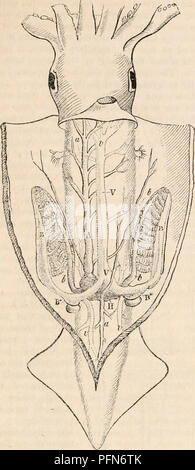 . Il encyclopaedia - Wikizionario di anatomia e fisiologia. Anatomia e fisiologia; Zoologia. Circolazione. 649 Fig. 320.. Cuttle-fah. Le branchie ha una dilatata porzione contrattile (£&GT;*), che le dilatazioni può essere considerato come la crusca- chial cuori, così che vi sono tre distinte porzioni contrattili del sistema circolatorio. In Gasteropoda e Pteropoda, vi è un solo cuore. Questo organo è forte e le UM- cular, provvisto di valvole, e costituito da un auricolare e da una cavità ventricolare (maschere. 321 e 322, h, H). In Testaceous Acephala, il cuore è quasi della stessa struttura come negli ordini appena Foto Stock