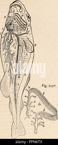 . Il encyclopaedia - Wikizionario di anatomia e fisiologia. Anatomia e fisiologia; Zoologia. Circolazione. 647 Fig. 319.. FM. attraverso i rami dell'aorta (A) nelle varie parti della circolazione sistemica. Il dottor Marshall Hall* e J. Mullerf hanno osservato una dilatata parte contrattile della vena caudale nella coda dell'Anguilla, a cui il Dottor Hall ha applicato il nome di cuore caudale, che possono aiutare a promuovere il flusso di sangue nei rami caudale della vena cava. La posizione e la relazione anatomiche del cuore dei pesci con la bloodvessels nonché altre parti proclamare che essa corrisponde a tutta la Foto Stock