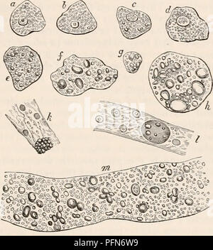 . Il encyclopaedia - Wikizionario di anatomia e fisiologia. Anatomia e fisiologia; Zoologia. REN. 253 che copre la superficie del seminterrato mem brane-. Essi sono prodotti granulari e opaco e sembra contenere una notevole quantità di materia solida. La parete cellulare è molto delicata e quando l'acqua viene aggiunta al campione, le cellule spesso cade in pezzi molto rapidamente. A questo proposito le cellule del rene differiscono re- markably dalle cellule epatiche, quest'ultimo avente una molto più spesso e più salda a parete, che offre una maggiore resistenza all'azione dell'acqua. Le cellule hanno un nucleo distinto, e nel centro di questo Foto Stock