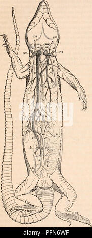 . Il encyclopaedia - Wikizionario di anatomia e fisiologia. Anatomia e fisiologia; Zoologia. 644 circolazione. Malles, vale a dire che il sangue arterioso tornando dai polmoni al padiglione auricolare sinistro (maschera. 314, h) è rivolta interamente dentro le arterie del sistema (A) dal vano sinistro del ventricolo (H), e il sangue venoso portato indietro al padiglione auricolare destro (h1) dall'vense cava (V v*) è rivolta interamente nell'il pul- monary navi (P) dal ventricolo destro vano ( H'). Fig. 316.. Lacerta ocellata. In tutti i rettili, tuttavia, l'aorta discendente è formata dalla unione di due rami, la ri Foto Stock