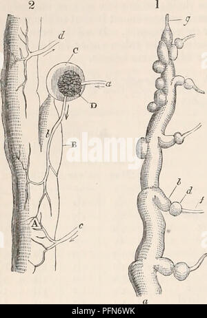 . Il encyclopaedia - Wikizionario di anatomia e fisiologia. Anatomia e fisiologia; Zoologia. 252 REN. Il sangue dopo aver lasciato la capsula, ma lui pensa che è probabile che le vene formano un plexus sulla Fig. 162.. 1. L'estremità anteriore del rene del Bdellostoma Forstm, della dimensione naturale. a, dell'uretere; b, un corto tubo uriniferous procedere- ing da esso; d, la capsula in corrispondenza della estremità del tubo; / il ramo arterioso inserendo la capsula ; g, anteriore estremità cieca dell'uretere. 2. Distribuzione dei vasi sanguigni nel rene del Bdellostoma Forsteri. Un, dell'uretere; B, un canale uriniferous procee Foto Stock