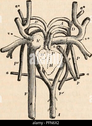 . Il encyclopaedia - Wikizionario di anatomia e fisiologia. Anatomia e fisiologia; Zoologia. Circolazione. 643 rettili.-La struttura e le funzioni degli organi circolatori in rettili formano un sub- ject di grande interesse sul conto del nume- rous varietà che presentano differenti ordini e generi, per a questo proposito la classe dei rettili può essere detto per presentarci un analisi anatomica del sistema circolatorio e ri- spiratory organi e a costituire progressivamente semplificando la serie di moduli, l'osservazione di cui ci consente di rintracciare in modo più chiaro e interessante modo di una analogia e corrispondenti Foto Stock