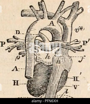 . Il encyclopaedia - Wikizionario di anatomia e fisiologia. Anatomia e fisiologia; Zoologia. Circolazione. 641 Fig. 313.. Si prega di notare che queste immagini vengono estratte dalla pagina sottoposta a scansione di immagini che possono essere state migliorate digitalmente per la leggibilità - Colorazione e aspetto di queste illustrazioni potrebbero non perfettamente assomigliano al lavoro originale. Todd, Robert Bentley, 1809-1860. Londra, Sherwood, Gilbert, e Piper Foto Stock