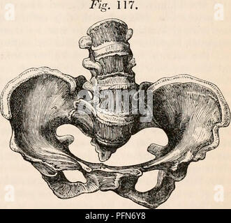 . Il encyclopaedia - Wikizionario di anatomia e fisiologia. Anatomia e fisiologia; Zoologia. Bacino. 185 distorsioni che interessano tutto il bacino. - In questi casi le ossa pubiche sono sempre più o meno estesamente implicati nella distorsione, e inserendo, come fanno, nella formazione di entrambi orlo, cavità, e di uscita, tutte queste parti del bacino sono contratti o mispropor- ziona. All'orlo, tuttavia la obstruc- zione avviene di solito, mentre le operazioni necessarie per procurarsi la spedizione attraverso i passaggi naturali sono rese più difficili dalla distorsione della cavità e apertura inferiore. Generi Foto Stock