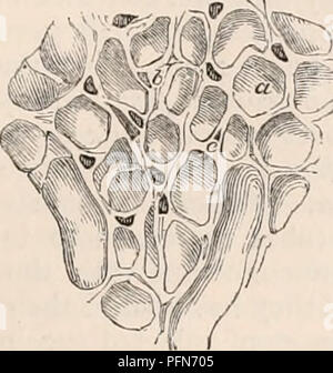 . Il encyclopaedia - Wikizionario di anatomia e fisiologia. Anatomia e fisiologia; Zoologia. REN. 241 vuote, esse non possono essere distinte dal tessuto fibroso in cui essi sono incorporati; Fig. 151.. Sezione del rene, che mostra la relazione di tubi e vasi sanguigni per la matrice fibrosa. ", Una porzione di un tubo; b, la sezione di un vaso sanguigno; c, matrice fibrosa. Ingrandite 100 diametri: da un campione preparato dal sig. Bowman. È solo mediante il contrasto del loro colore quando è riempito con il sangue o con iniezione, che possa essere accertato che oltre alla capil- lary le navi che circondano i tubi, Foto Stock