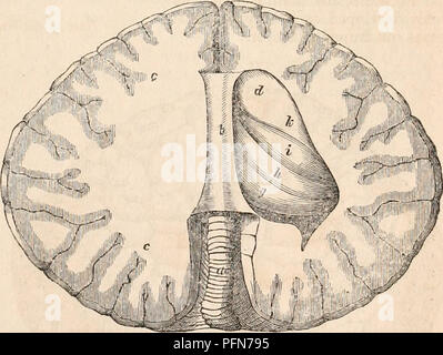 . Il encyclopaedia - Wikizionario di anatomia e fisiologia. Anatomia e fisiologia; Zoologia. Cetacei. 583 del midollo spinale (a, J?g. 272) espansione delicatamente nella medulla ohlongata, sulla superficie anteriore di cui corpora pyramidalia (b, maschera. 272) sono visibili ben definito e prominente. In corrispondenza del punto in cui iniziano a salire al di sopra della superficie del midollo, vi è un manifesto decussation delle loro fibre interne; essi pro- ceed attraverso le teglie Varoli (c), e si è proseguito nella crura cerebri. Corpora ollvuria sono situate vicino al pyramidalia; tuttavia non sporgono dalla superficie come in huma Foto Stock