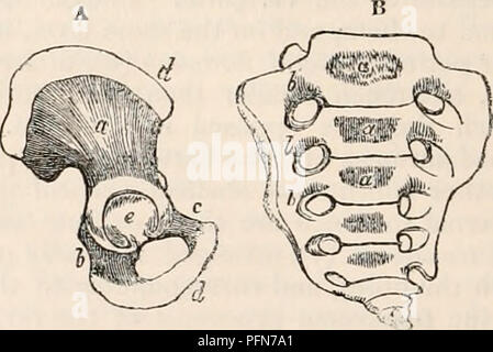 . Il encyclopaedia - Wikizionario di anatomia e fisiologia. Anatomia e fisiologia; Zoologia. 120 bacino. Il COCCYX (fig. c), il hucklc, o osso fischietto (che prende il nome dal suo presunto somiglianza con un cucù è bill, da KOK;""|, Gr.; Os cocci/gin, Lat. ; I'Os coccyx, Fr. ; Das Steissbein o Schwanzbein, germe.), è una appendice all'apice del sacro, e termina la colonna vertebrale inferiormente. Esso costituisce il limite posteriore della parte inferiore della cavità, e l'uscita inferiore del bacino, assistendo per completare le sue pareti, per sostenere il suo contenuto, e per fissare alcuni muscoli della gamba e perineo. La sua positio Foto Stock