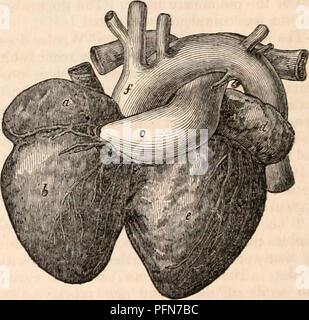 . Il encyclopaedia - Wikizionario di anatomia e fisiologia. Anatomia e fisiologia; Zoologia. 576 CETACEA. e un pollice di larghezza. La cistifellea è di forma allungata, circa un pollice di diametro in corrispondenza della parte più ampia. Essa non riceve la bile per mezzo di una comunicazione tra il cistica epatica e condotti come nella maggior parte degli animali, ma che il fluido viene convogliato direttamente in esso da due distinti epato-canali cistica nello stesso modo e situazione come gli ureteri terminano nella vescica urinaria. I due orifizi sono la metà di un pollice di distanza sulla stessa linea trasversale, e ad una distanza di tre pollici dal fundus ve Foto Stock