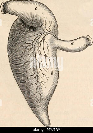 . Il encyclopaedia - Wikizionario di anatomia e fisiologia. Anatomia e fisiologia; Zoologia. Lo stomaco del dugongo. coperti sopra con un sacco membranoso, che ha solo un unico grande apertura. La massa ghiandolare è suddiviso in due porzioni."*. Pertanto lo stomaco del dugongo presenta peculiarità che sono soddisfatti con singolarmente in animali del Cetaceous, Pachydermatous e di roditore oppure- ders. Come il ventre della balena è diviso in compartimenti distinti ; come gli stomaci di ippopotamo e pecari ha tasche ccecal superadded e com- municating con esso; e come quelli di Dor- mouse e Beave Foto Stock