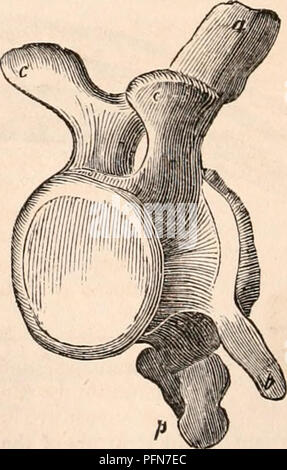 . Il encyclopaedia - Wikizionario di anatomia e fisiologia. Anatomia e fisiologia; Zoologia. Vertebra dorsale di una balena. Le vertebre lombari (m, maschera. 246), il limite posteriore di cui è difficile da scoraggiare la- mine in animali privi di bacino, hanno le loro apofisi (a, maschera. 252) e processi trasversali (b) molto lunghe. I primi sono dritte e leggermente inclinato all'indietro. Come è essenziale che i cetacei dovrebbero avere la parte posteriore delle loro co vertebrale- lumn lasciato libero per permettere di vigorosa in- flessioni di coda richiesto nell'atto di vertebra lombare di una balena. piscina, nessuna delle vertebre sono Foto Stock