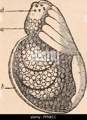 . Il encyclopaedia - Wikizionario di anatomia e fisiologia. Anatomia e fisiologia; Zoologia. 214 ARACHNIDA. Fig. 110. d.. molto importante pecu- liarity, ma che era in qualche misura in- dicated in pre- cedenti periodo. La sua dimensione è leggermente di- minished anteriormente e l'vitellus costitui- sequently è diviso e in due porzioni. Il più piccolo e un- terior parte (a) è rea- dily distinguibile dalla parte dorsale del feto e occupa il posto che sub- sequently diventa quello del corslet; M. Heroldt termini di conseguenza che la cassa toracica re- gione. L'altra parte è la regione addominale, che è molto cons Foto Stock