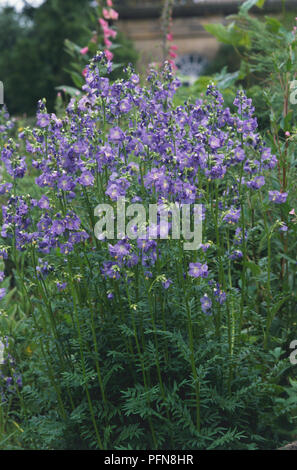 Polemonium caeruleum, la scala di Giacobbe o greco fiori di valeriana Foto Stock