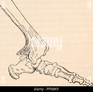 . Il encyclopaedia - Wikizionario di anatomia e fisiologia. Anatomia e fisiologia; Zoologia. Visto sul lato esterno. Fig. 60.. Visto sul lato interno. Preparazioni di scheletro di fg. 57 e 58. M. Si prega di notare che queste immagini vengono estratte dalla pagina sottoposta a scansione di immagini che possono essere state migliorate digitalmente per la leggibilità - Colorazione e aspetto di queste illustrazioni potrebbero non perfettamente assomigliano al lavoro originale. Todd, Robert Bentley, 1809-1860. Londra, Sherwood, Gilbert, e Piper Foto Stock