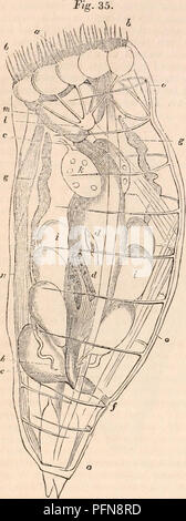 . Il encyclopaedia - Wikizionario di anatomia e fisiologia. Anatomia e fisiologia; Zoologia. 110 regno animale. attorno alla parte anteriore del corpo. Essi sono denominati rotifera dall'aspetto di ruote girevoli prodotto dal rapido sposta- mento delle ciglia disposto attorno alla bocca. Uno di questi minuti ruota-animalcules, il hydatina senta, è rappresentato molto ingrandita nella maschera. 35, dove la bocca (a) è circondato con lunghe ciglia vibratile (b 6). L'esofago (c) porta ad una capiente stomaco (&LT;/), che diventa una stretta intestino al di sotto, apertura a cloaca (e), dove gli organi genitali (i,i,g,g Foto Stock