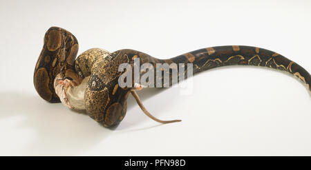 Comune di Boa inizio di inghiottire un ratto. Parte del corpo, la coda e i piedi del ratto sono visibili, il resto del ratto è nelle ganasce del serpente. Foto Stock