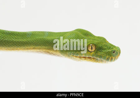 Close-up della testa di un albero verde Python, mostrando i rigonfiamenti che nascondono potenti mascella muscoli e grandi occhi verdi con pupille verticali che identificano il serpente come un Cacciatore notturno. Foto Stock