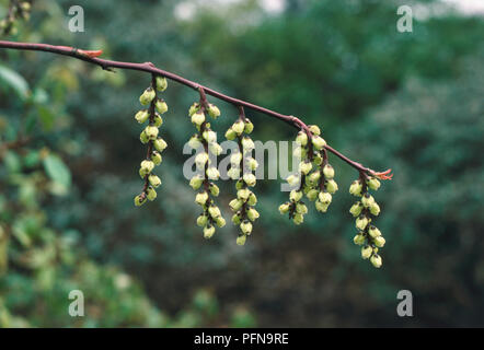 Stachyurus praecox, Spiketail, con vino rosso di steli e piccolo e rotondo, di colore giallo pallido fiori appesi in amenti off i gambi sfrondato in tardo inverno. Foto Stock