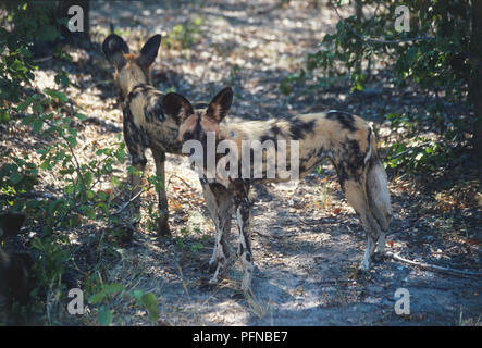Lycaon pictus (African Hunting dog, African wild dog). Famiglia Canidae. Due Paesi africani cani da caccia, che mostra i loro contrassegni distinti, in piedi in una radura. Fotografato in Botswana. Aprile 12th, 1998. Foto Stock