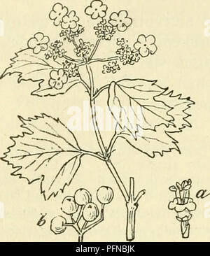 Questa illustrazione botanica fa parte della serie di flora olandese, che raffigura in particolare Viburnum Opulus, comunemente noto come il Cranberry Bush europeo. L’immagine comprende le caratteristiche dettagliate dei fiori e dei frutti, nonché la struttura della pianta, evidenziandone il ruolo negli ecosistemi locali. Foto Stock