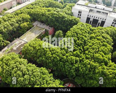 Zhengzhou, Zhengzhou, Cina. Il 22 agosto, 2018. Zhengzhou, CINA-il "labirinto" di alberi può essere visto a Zhengzhou University di Zhengzhou, centrale cinese della Provincia di Henan. Credito: SIPA Asia/ZUMA filo/Alamy Live News Foto Stock