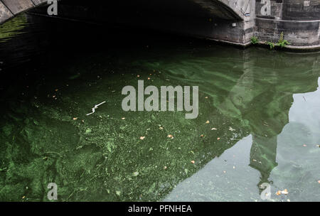 Berlino, Germania. 20 agosto 2018. Un tappeto di alghe galleggianti sul fiume Spree presso il ponte del castello. Striature di colore verdastro e tappeti in alcuni luoghi: alghe hanno diffuso in diverse acque di Berlino. Credito: Paolo Zinken/dpa/Alamy Live News Foto Stock