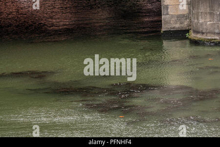 Berlino, Germania. 20 agosto 2018. Un tappeto di alghe galleggianti sul fiume Spree presso il ponte del castello. Sulla destra si può vedere il Humbold-Forum, che è in fase di costruzione. Striature di colore verdastro e tappeti in alcuni luoghi: alghe hanno diffuso in diverse acque di Berlino. Credito: Paolo Zinken/dpa/Alamy Live News Foto Stock