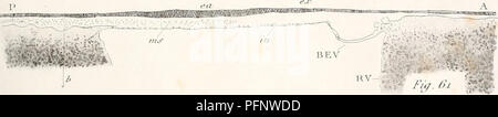 . De la formation du blastoderme dans l'uf d'Oiseau. Embriologia; uccelli. -Mïïfei. Si prega di notare che queste immagini vengono estratte dalla pagina sottoposta a scansione di immagini che possono essere state migliorate digitalmente per la leggibilità - Colorazione e aspetto di queste illustrazioni potrebbero non perfettamente assomigliano al lavoro originale. Duval, Mathias, 1844-1907. Parigi : G. Masson, Éditeur Foto Stock