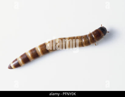 Coleottero Mealworm Grub (Tenebrio molitor), close up Foto Stock