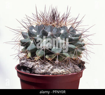 Mammillaria magnimamma (messicano puntaspilli cactus), close-up Foto Stock