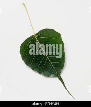 Ficus religiosa (Bo tree), leaf Foto Stock