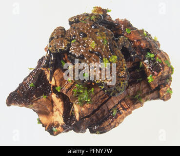 Europeo ventre giallo Toad (Bombina variegata) mimetizzata contro la corteccia Foto Stock