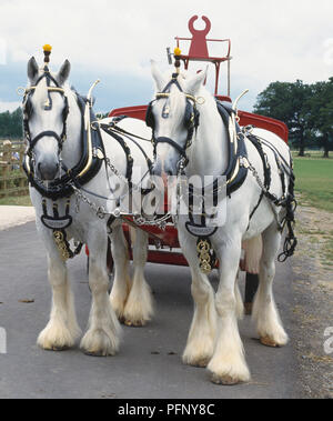 Coppia di Shire cavalli tirando un rosso dray, mantello bianco, la criniera e la coda, distintivo di piume pesanti su forti degli arti, indossando una forte, ornati briglia, lampeggiatore, fly-testa terret, e catena di Hame, vista frontale. Foto Stock