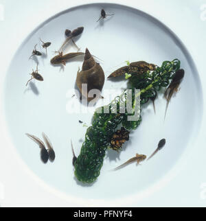 Piastre Petri contenenti stagno lumaca, rana girini e larve di tritone, acqua piccoli battellieri e waterweed Foto Stock