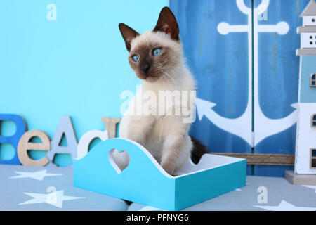 Siamese gattino, tailandese, 10 settimane Foto Stock