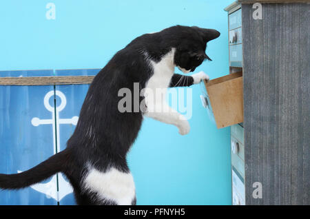 Il gatto domestico, tuxedo apre un cassetto di un armadio Foto Stock