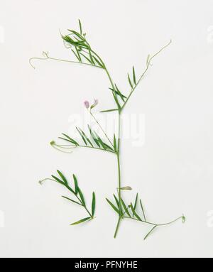 Vicia tetrasperma (liscia tara), lo stelo con foglie e fiori Foto Stock