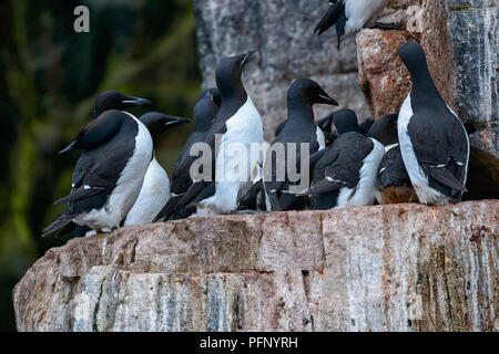 Colonia di thick-fatturati murres a Alkefjellet, Svalbard, Norvegia. Foto Stock