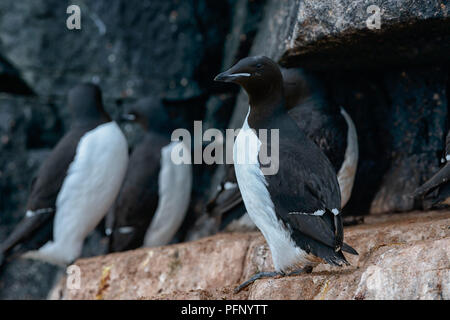 Colonia di thick-fatturati murres a Alkefjellet, Svalbard, Norvegia Foto Stock