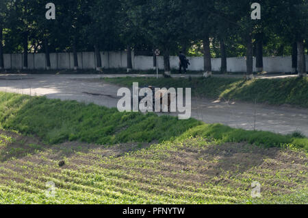 In stile rustico tradizionale e bue carrello essendo utilizzato per il trasporto di cose intorno i campi di riso della Corea del Nord Foto Stock