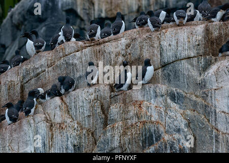 Colonia di thick-fatturati murres a Alkefjellet, Svalbard, Norvegia. Foto Stock