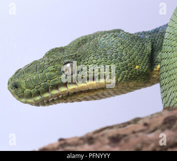 Emerald tree boa, Corallus caninus, in prossimità della testa del serpente. Foto Stock