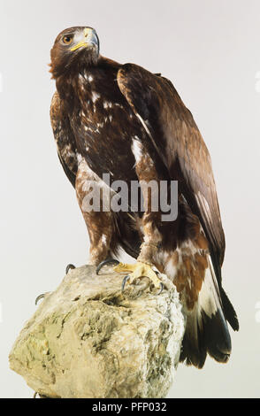 Golden Eagle, Aquila chrysaetos, appollaiato sulla roccia, vista frontale. Foto Stock