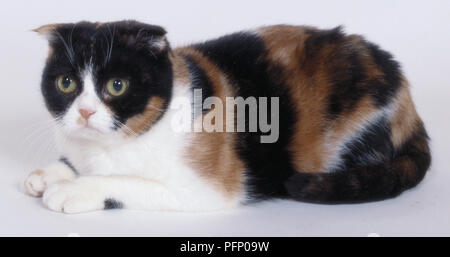 E Tortie White Scottish Fold gatto con piegata verso il basso le orecchie sottolineando rotonda faccia, sdraiato. Foto Stock