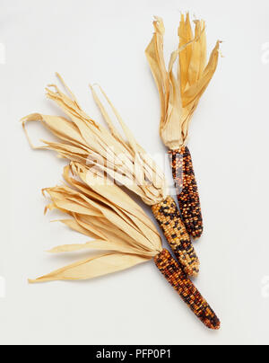 Tre le pannocchie di granoturco che mostra le variazioni di colore, causata da un trasposone di segmenti di DNA Foto Stock