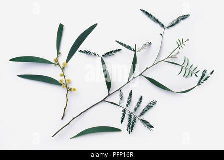 Acacia melanoxylon (Australian blackwood), steli con foglie e piccoli fiori di colore giallo Foto Stock